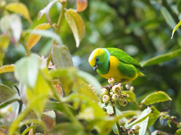 Male Golden-browed Chlorophonia