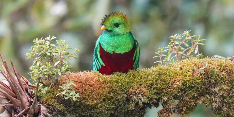 Costa Rica Birding (Feb 15- Mar 3, 2026)