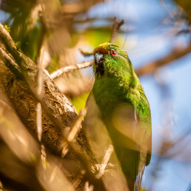 Malherbe_s Parakeet