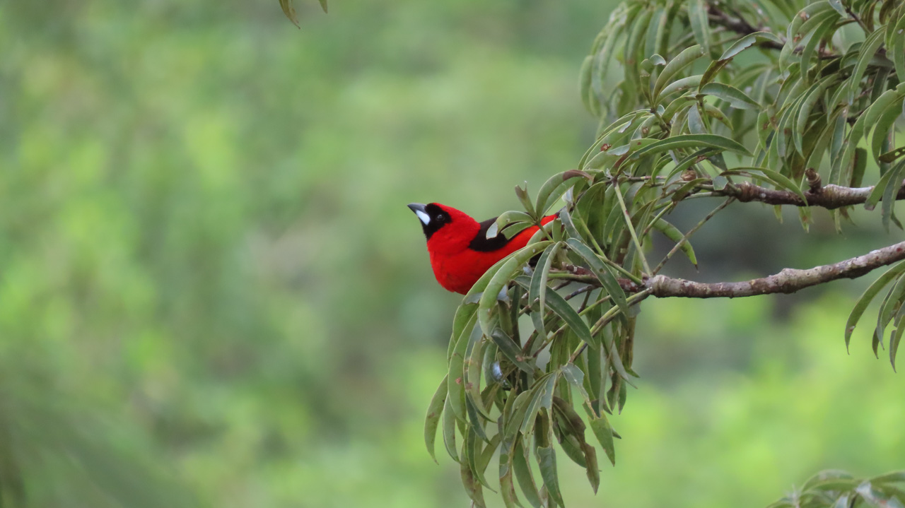 Masked Crimson Tanager