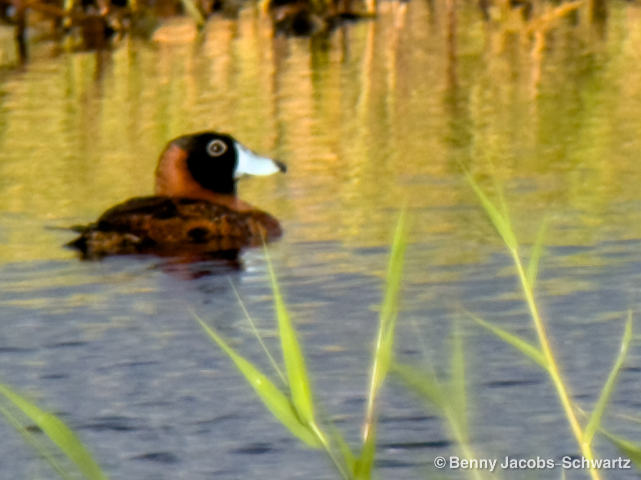 Puerto Rico (March 3 – Mar 10, 2026)