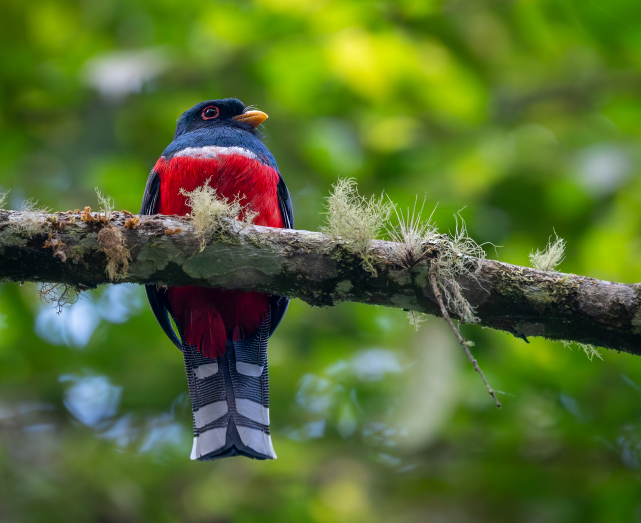 Masked Trogon