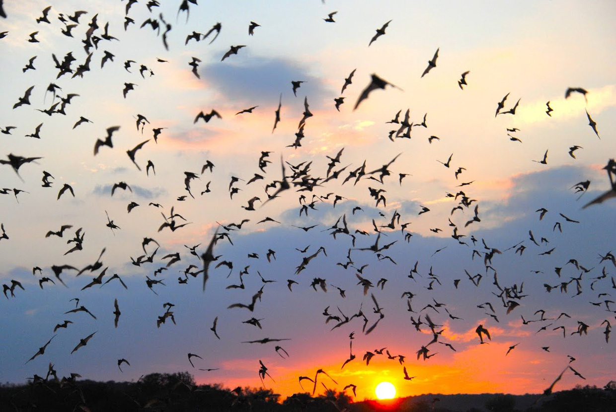 Mexican Free-tailed Bat exodus