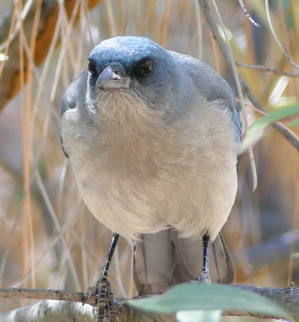 Mexican Jay