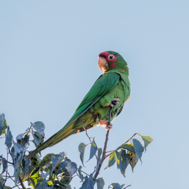 Mitred Parakeet