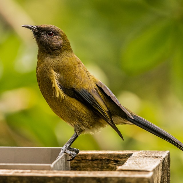 New Zealand Bellbird