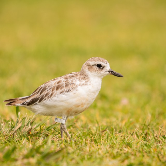 New Zealand Dotterel