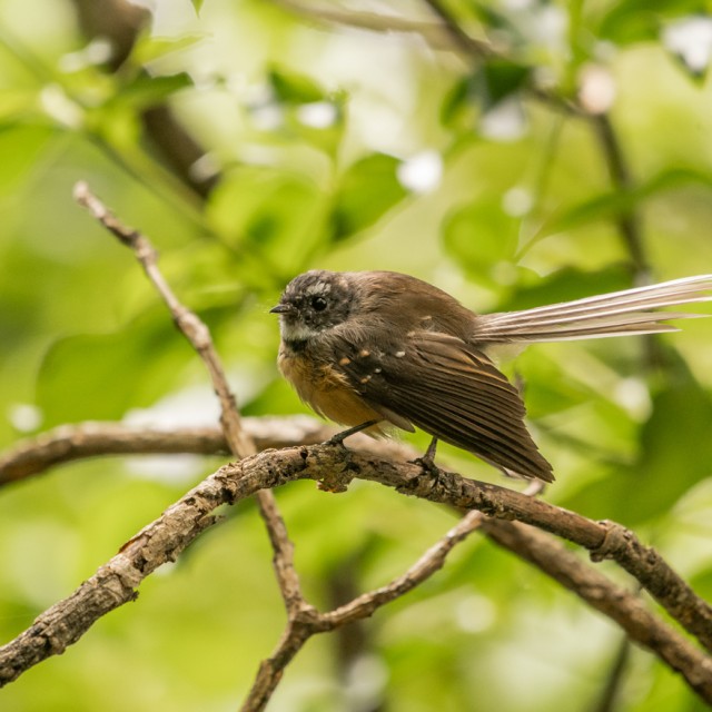 New Zealand Fantail