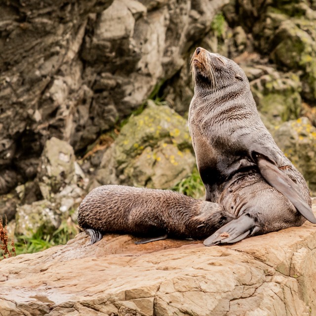 New Zealand Fur Seal