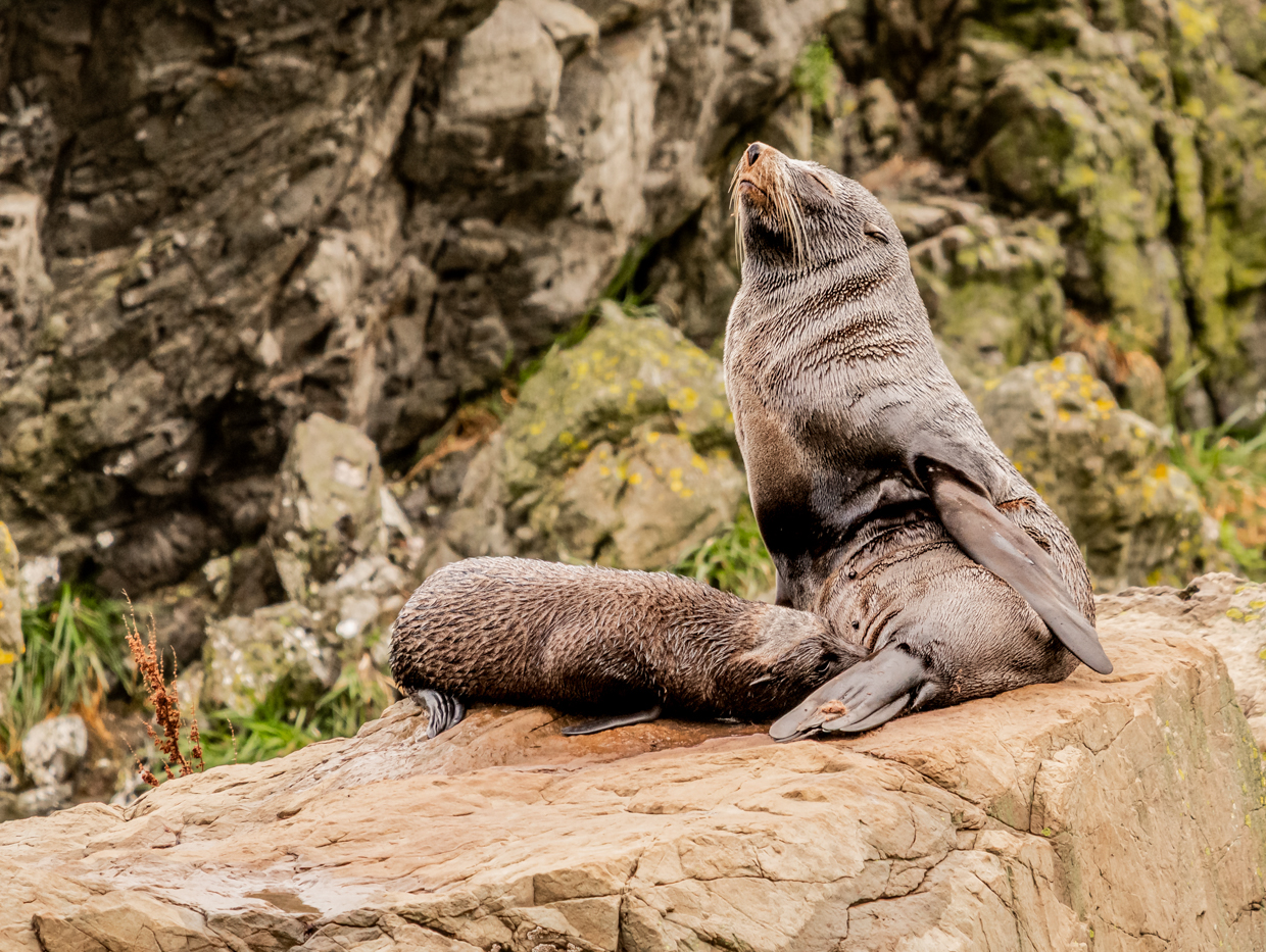 New Zealand Fur Seal