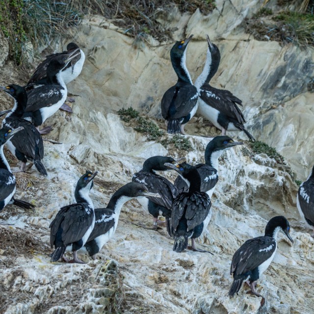 New Zealand King Shag