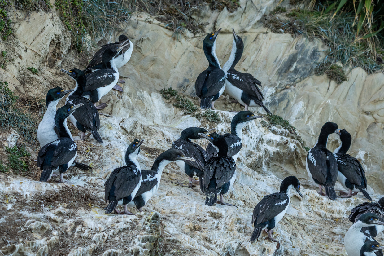 New Zealand King Shag