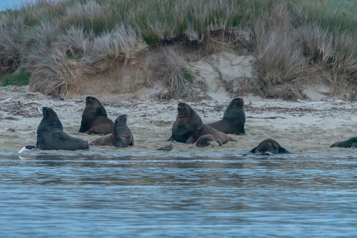 New Zealand Sea-Lion