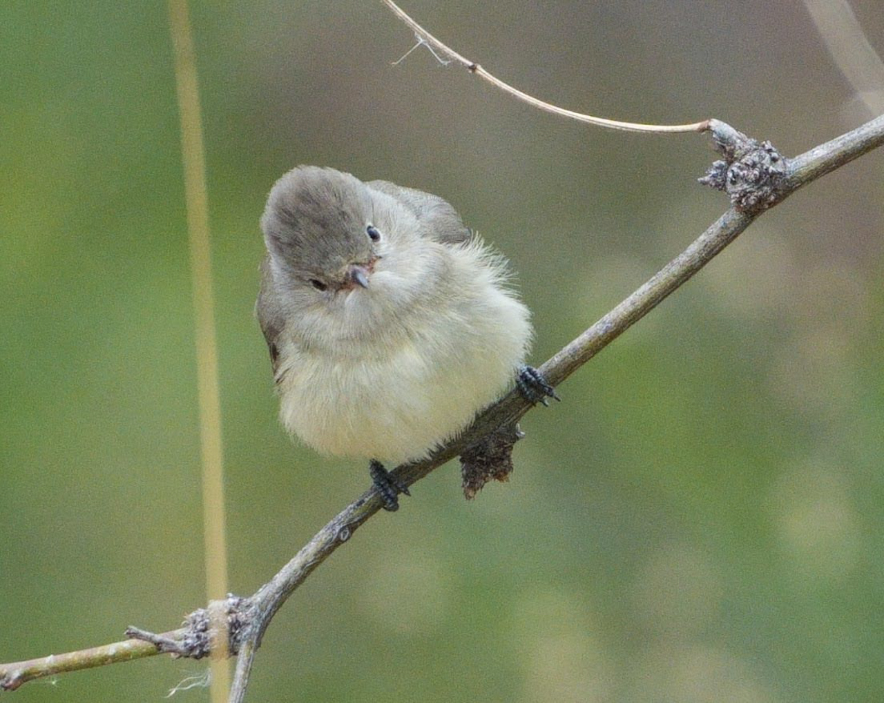 Northern Beardless-Tyrannulet