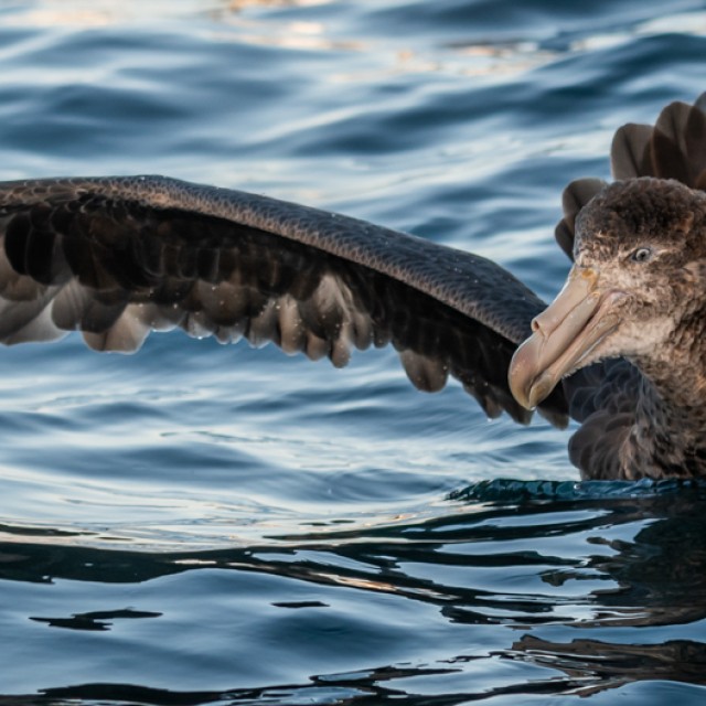 Northern Giant Petrel