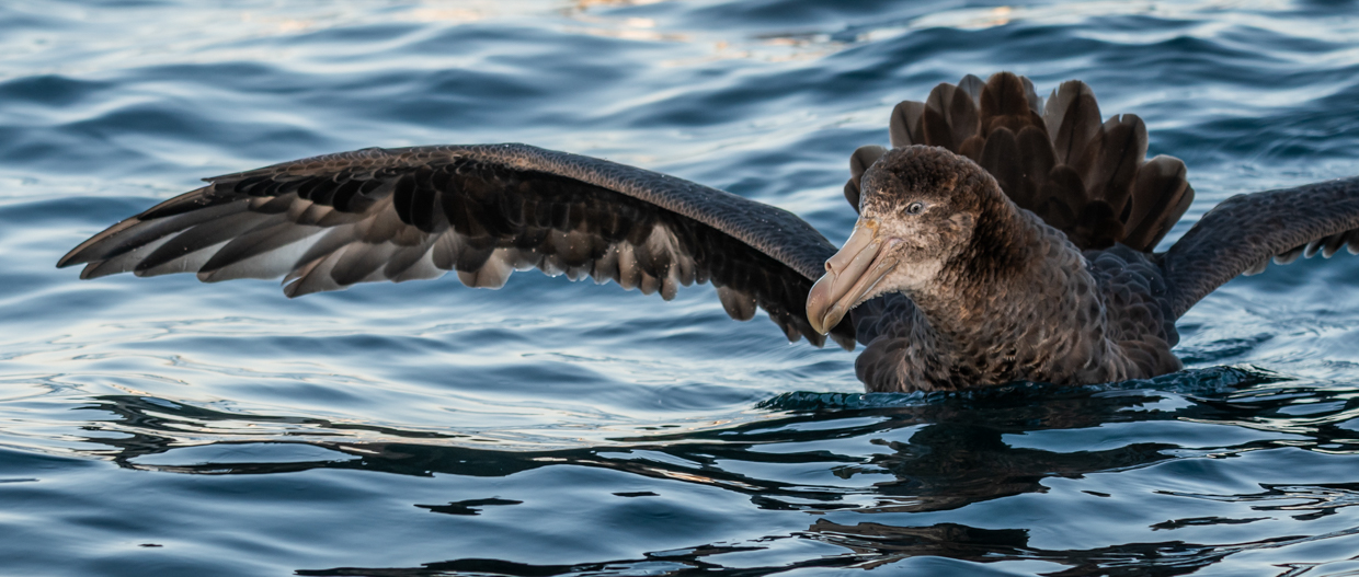 Northern Giant Petrel
