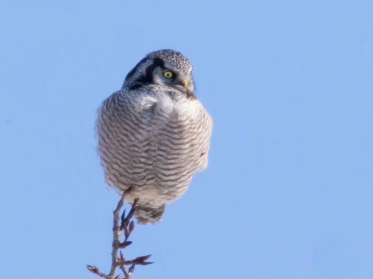Northern Hawk Owl