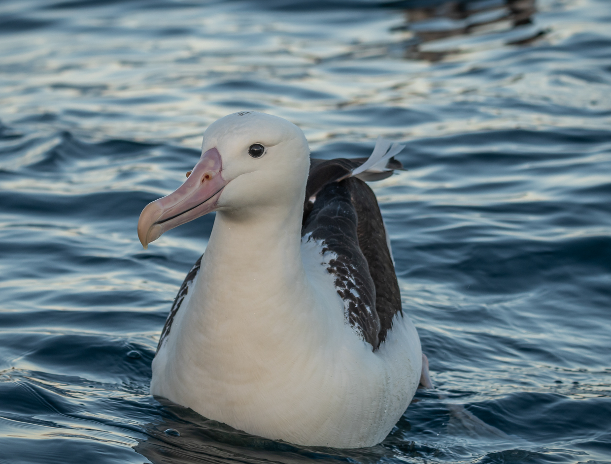 Northern Royal Albatross