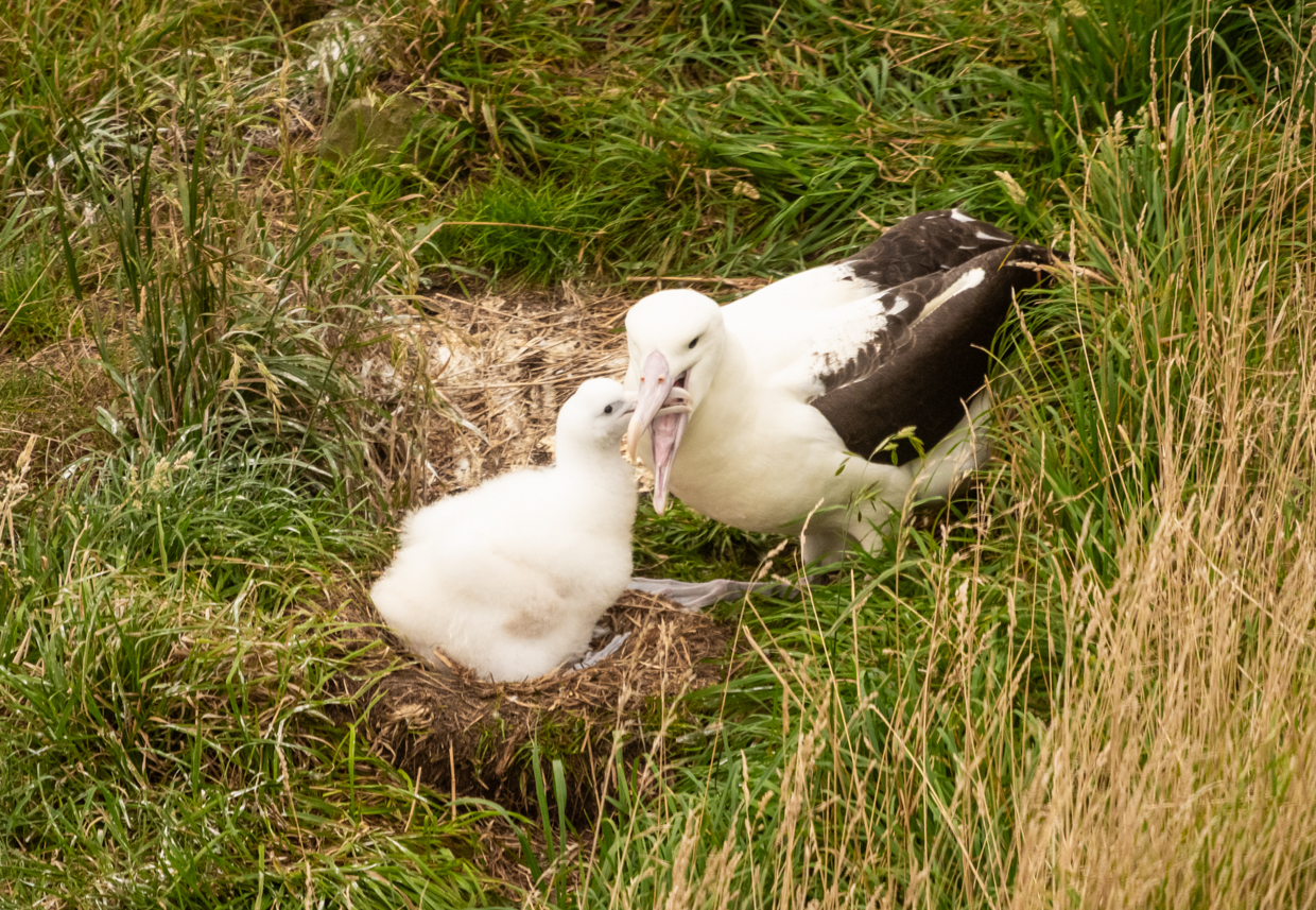 Northern Royal Albatross