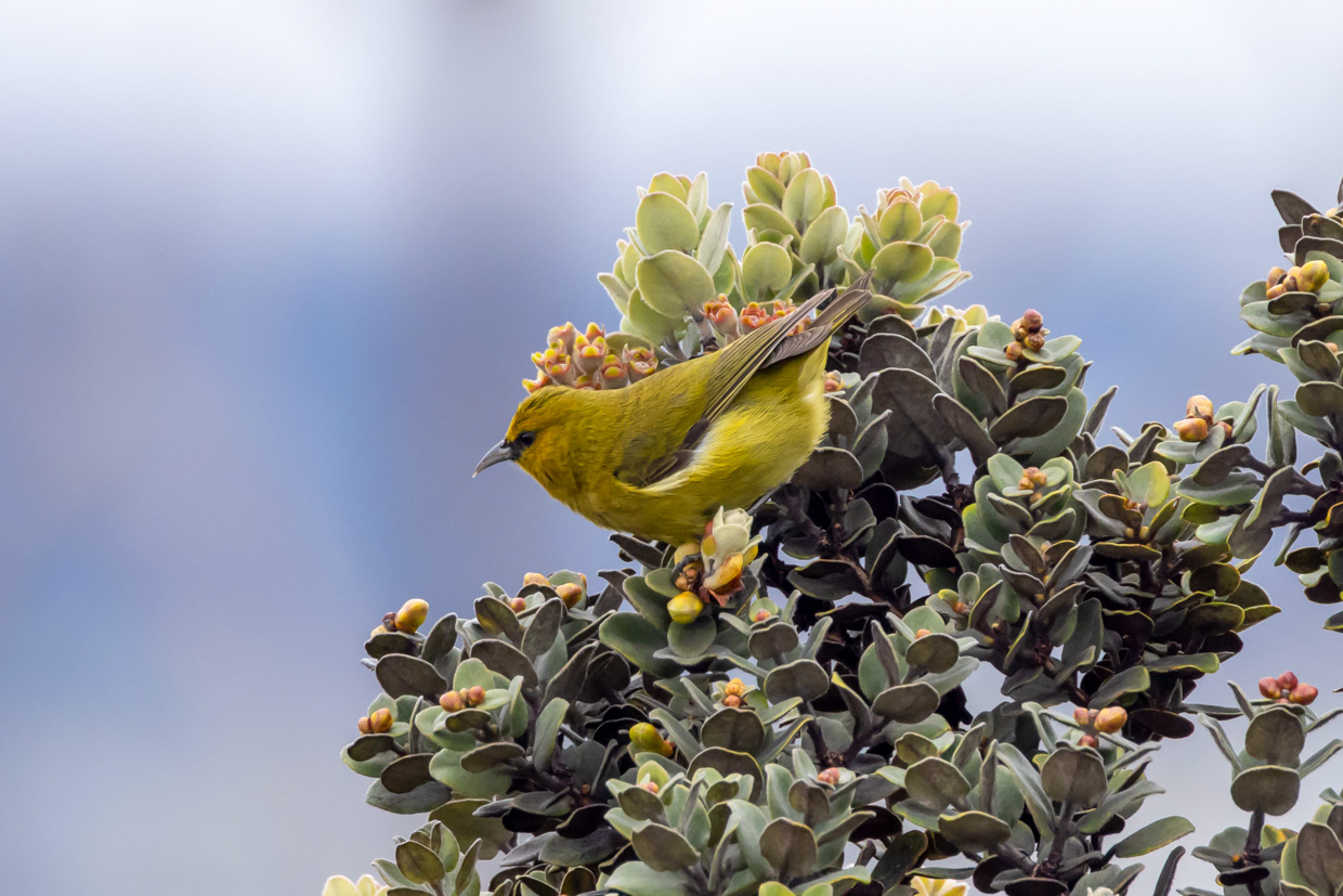 Hawaii Trip Report (Mar 9 -26, 2026)