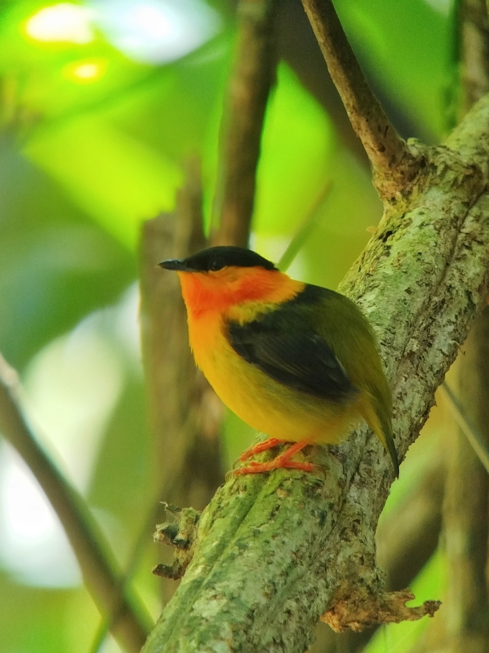 Orange-collared Manakin