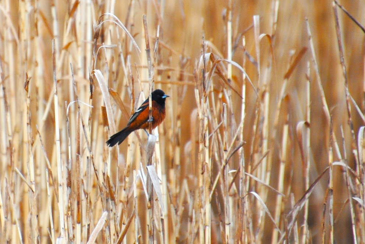 Orchard Oriole