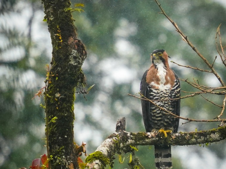 Ornate Hawk-Eagle