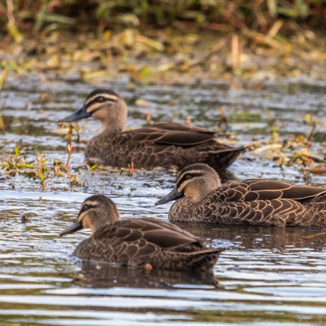 Pacific Black Duck