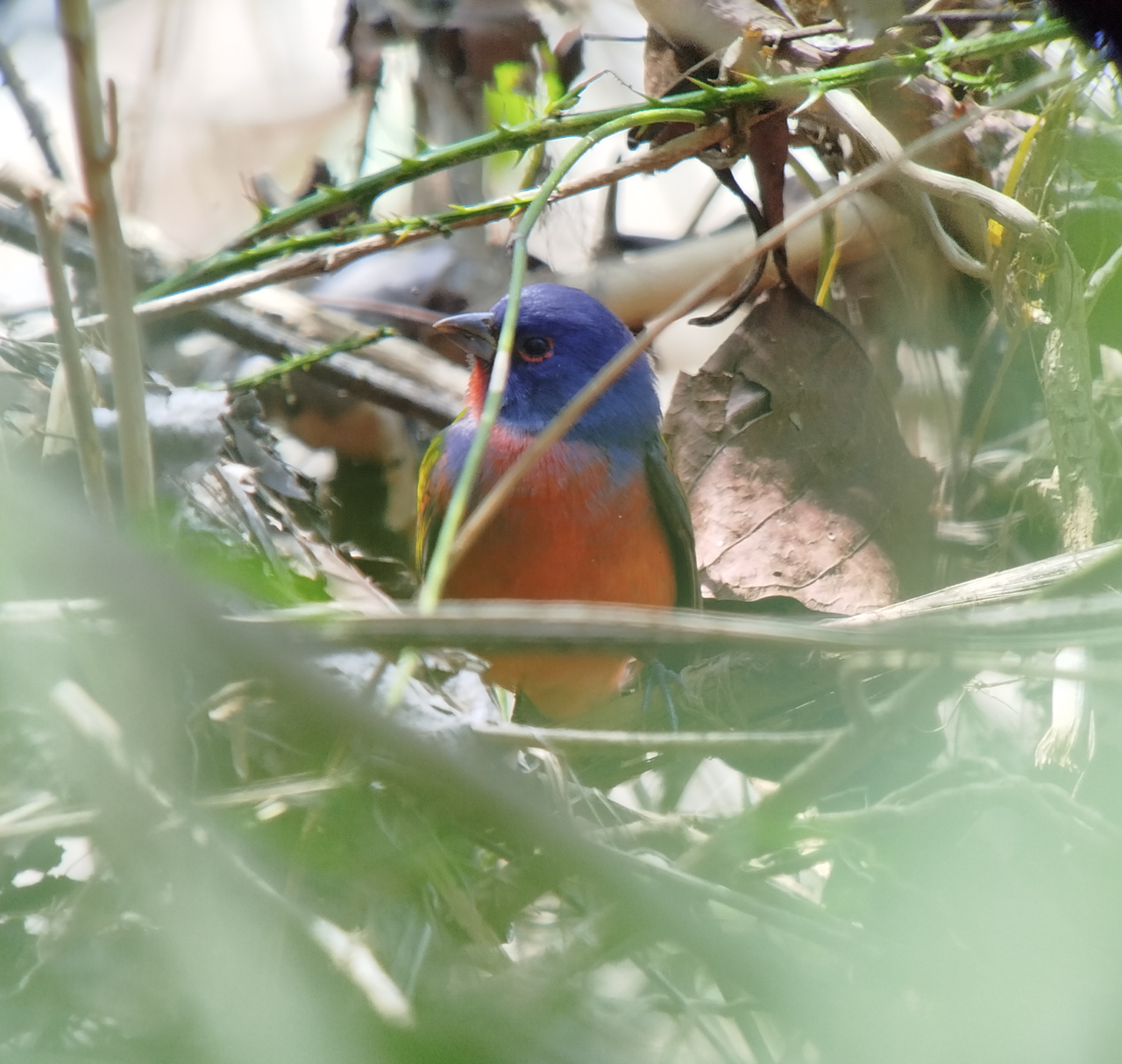 Costa Rica Sampler Trip Report (Mar 1 – 12, 2026)