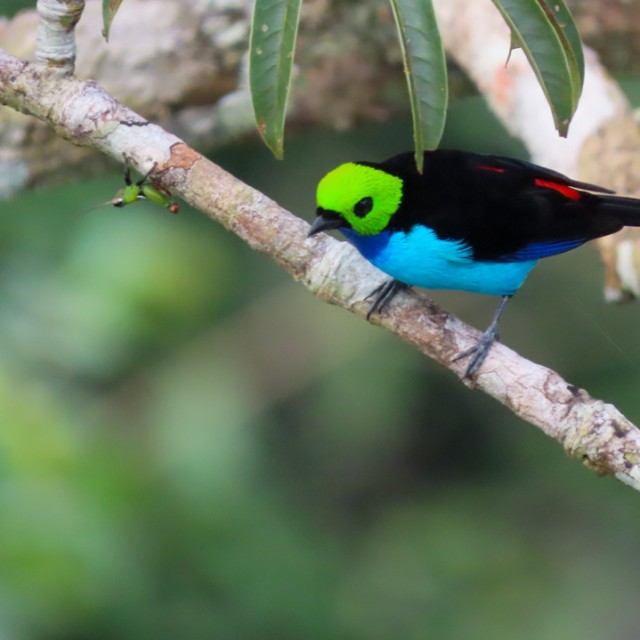 Paradise Tanager