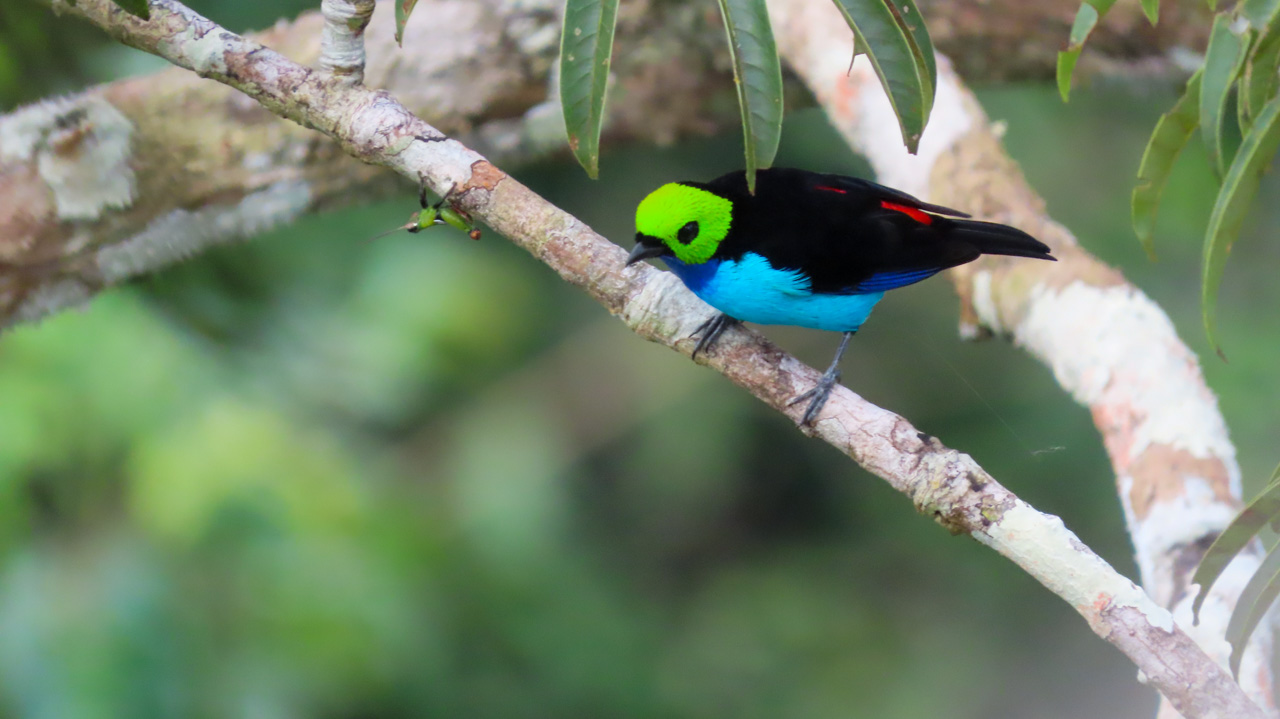 Paradise Tanager_E Carman.JPG