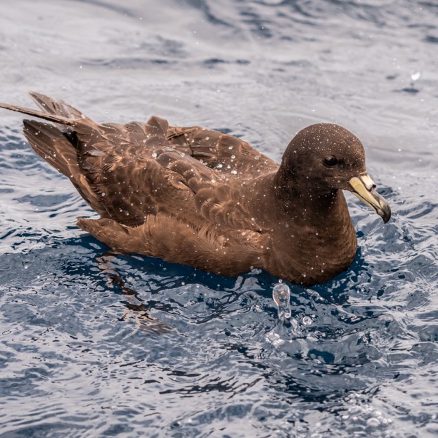 Parkinson's Petrel