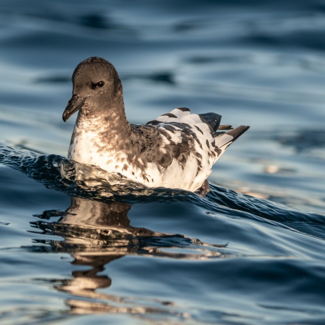 Pinatado Petrel
