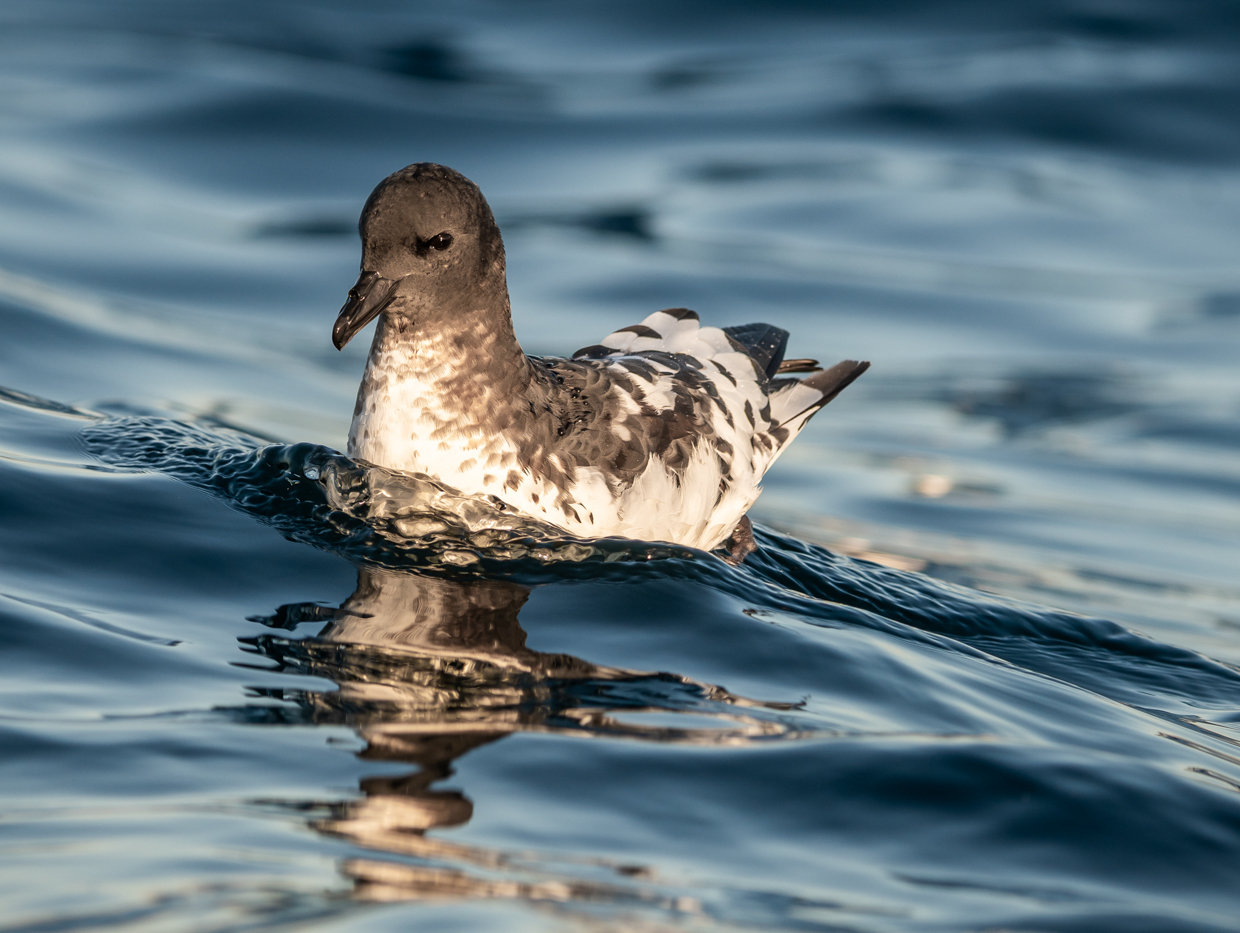 Pinatado Petrel