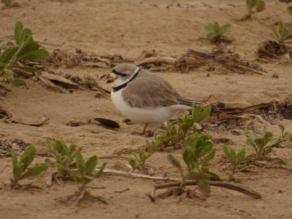 Piping Plover