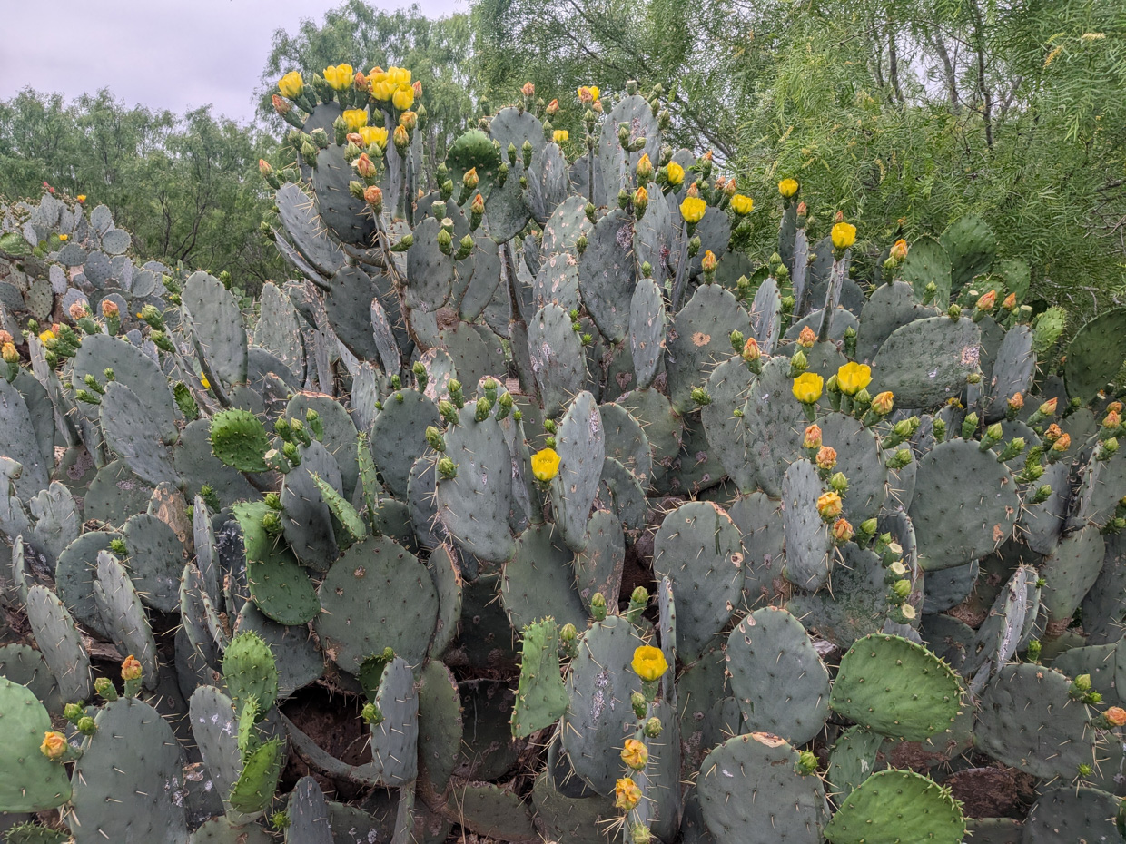 Prickly pear blooms