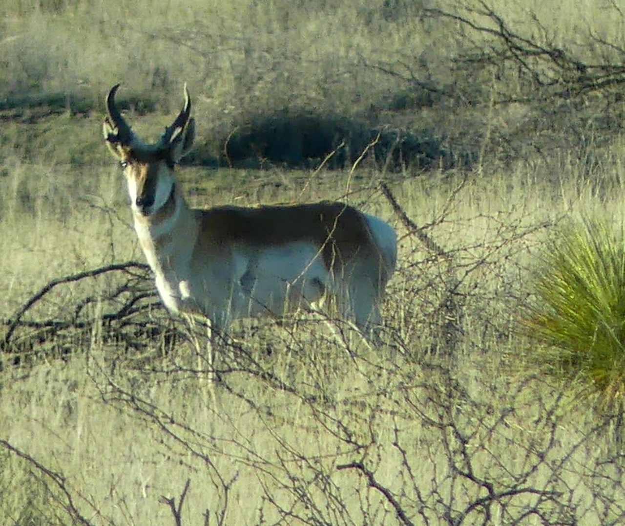 Pronghorn