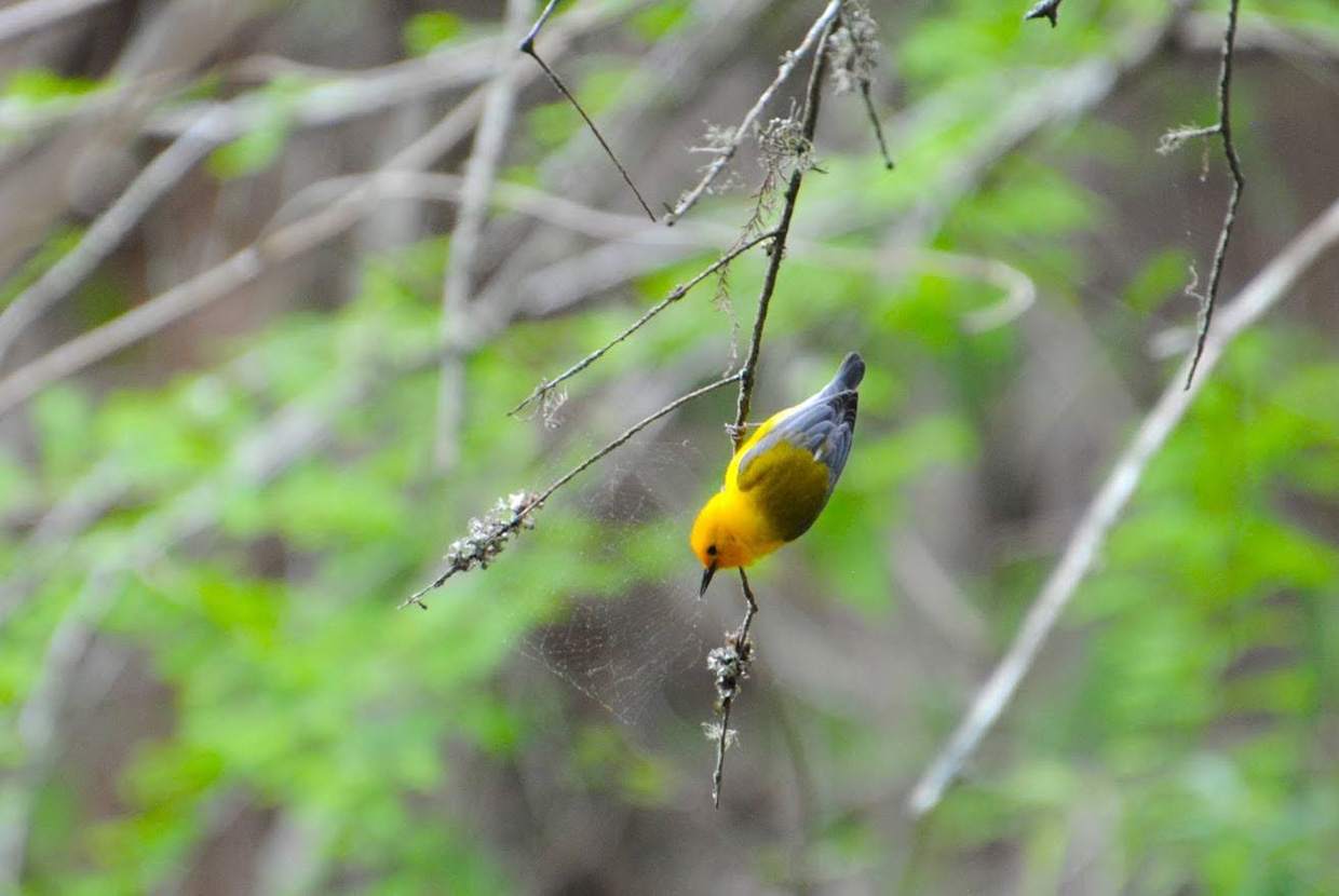 Prothonotary Warbler