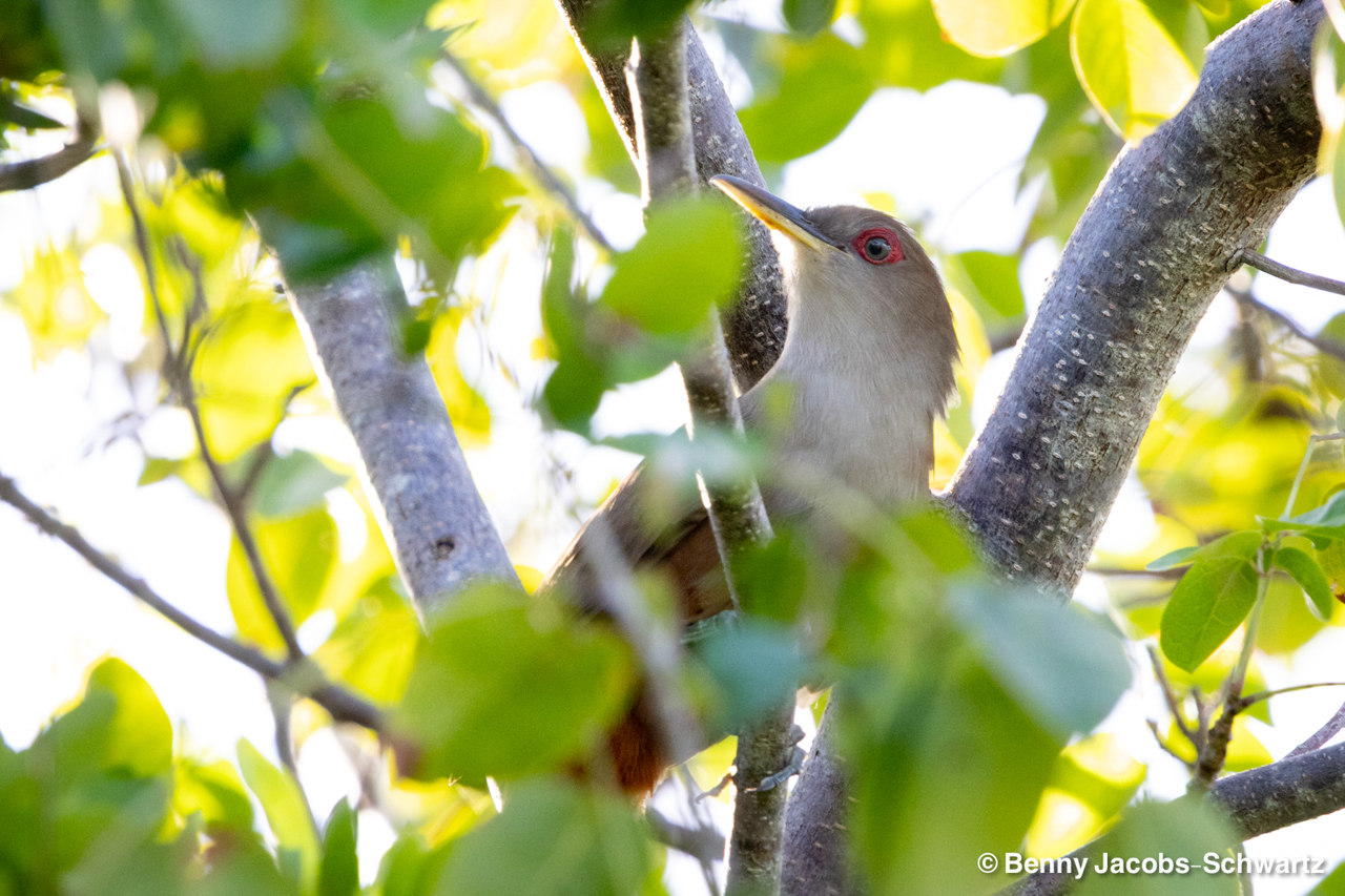 Puerto Rico (March 3 – Mar 10, 2026)