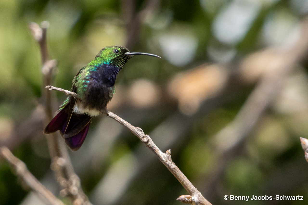 Puerto Rico (March 3 – Mar 10, 2026)