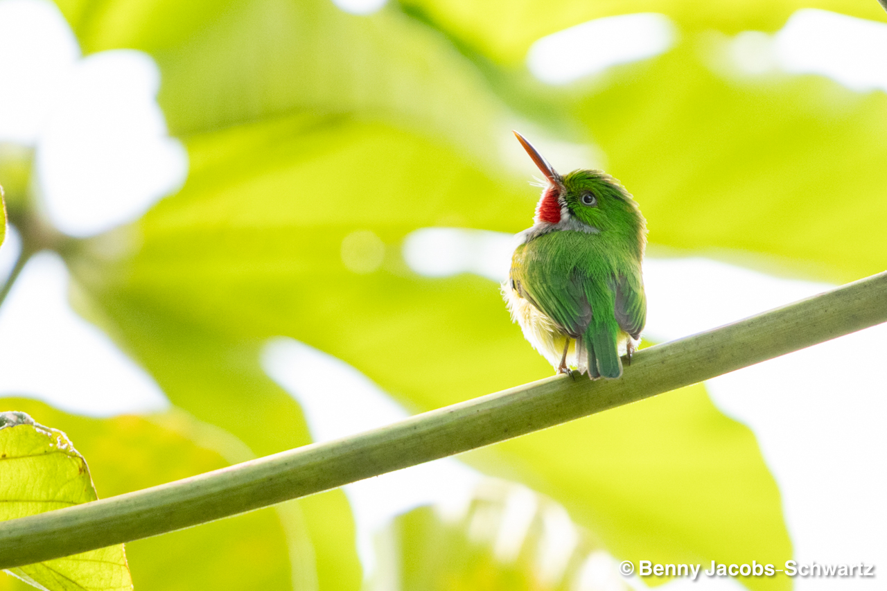 Puerto Rican Tody