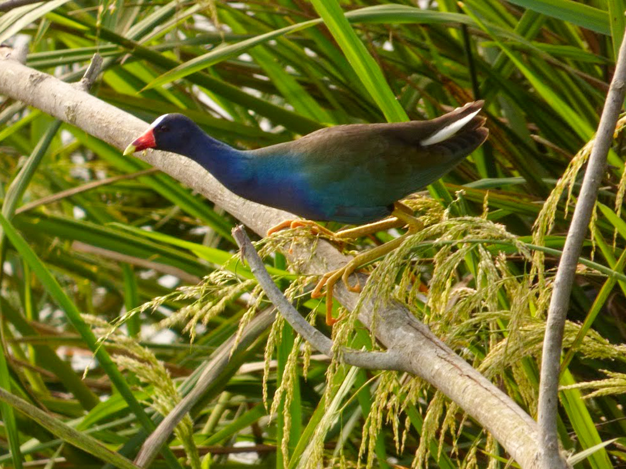 Purple Gallinule