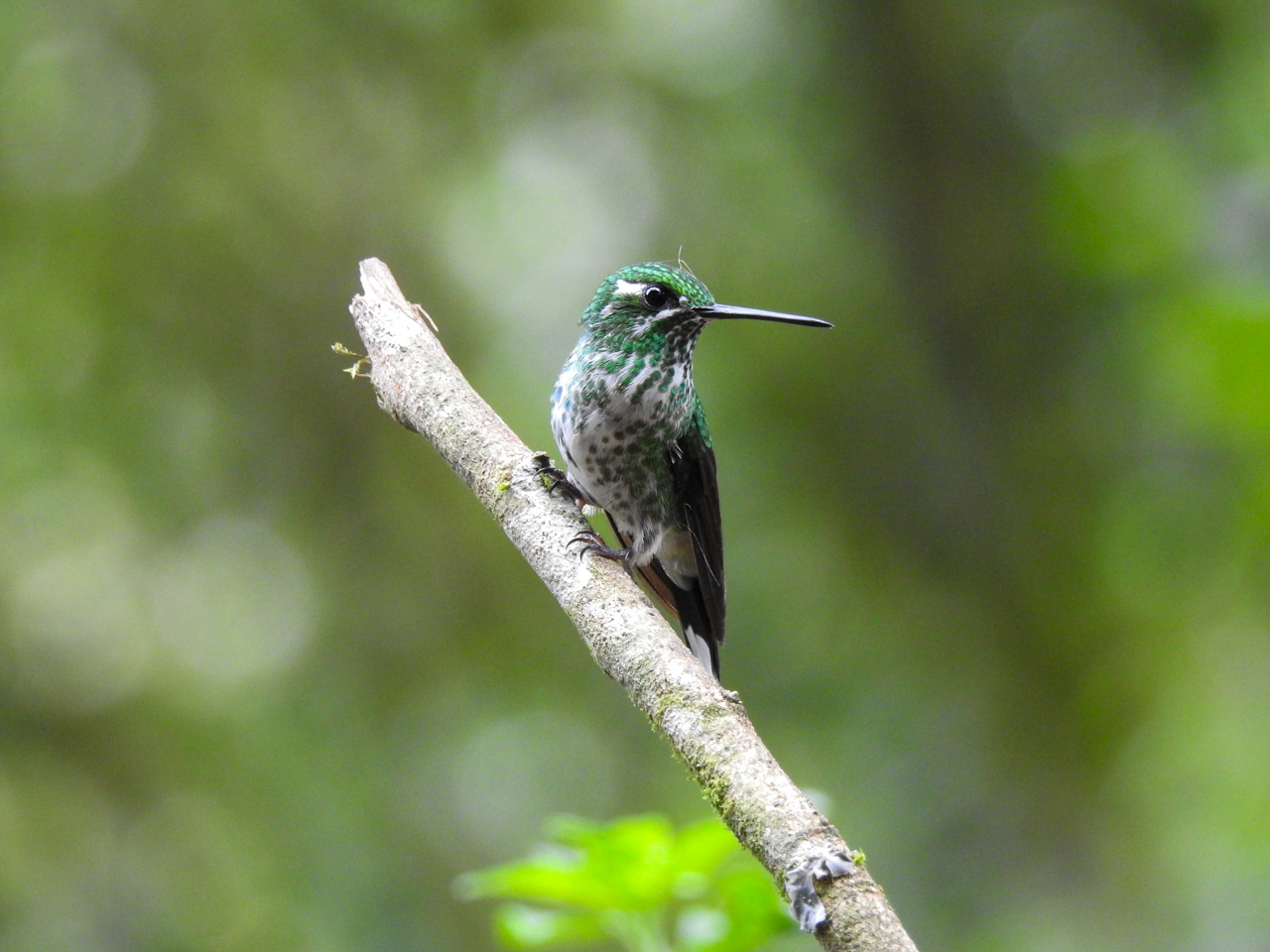 Grand Ecuador Trip Report (Mar 30 – Apr 15, 2026)