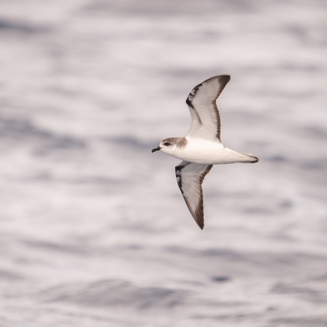 Pycroft's Petrel