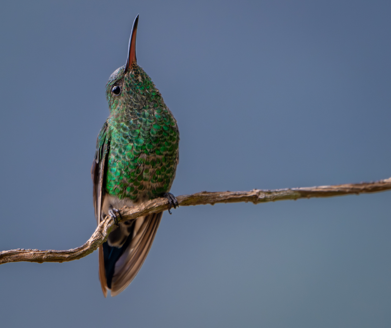 Red-billed Emerald