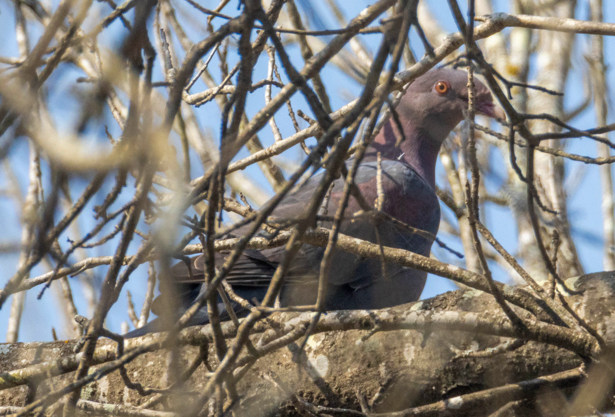 Red-billed Pigeon