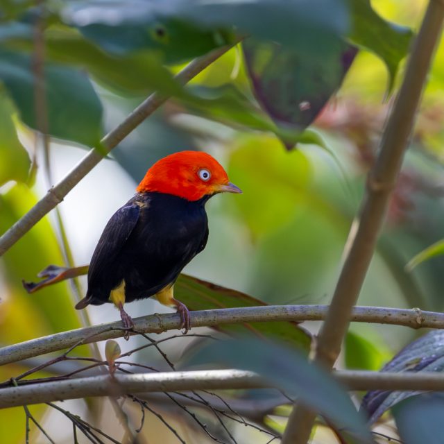 Red-capped Manakin