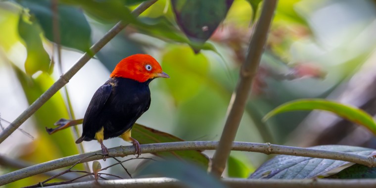 Belize & Tikal Trip Report (Mar 3 - 13, 2026)