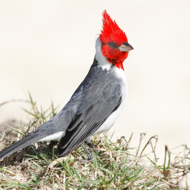 Red-crested Cardinal