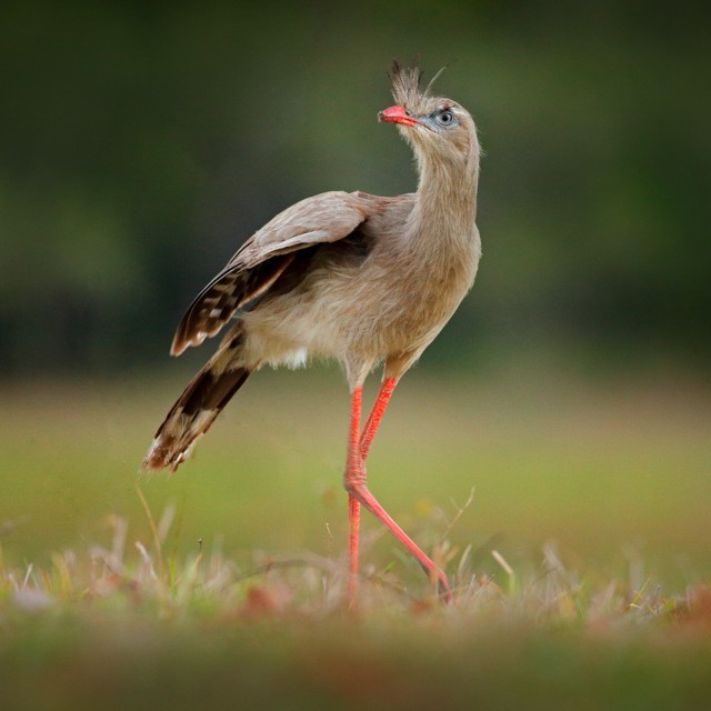 Red-legged Seriema